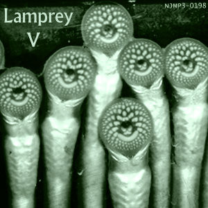 last ned album Lamprey - Lamprey V