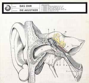 Die Akustiker - Das Ohr