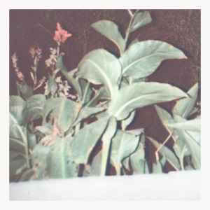 Nueva Costa – Dilema (2018, Vinyl) - Discogs