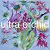 Ultra Orchid - 1