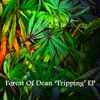Forest of Dean - 'Tripping' EP