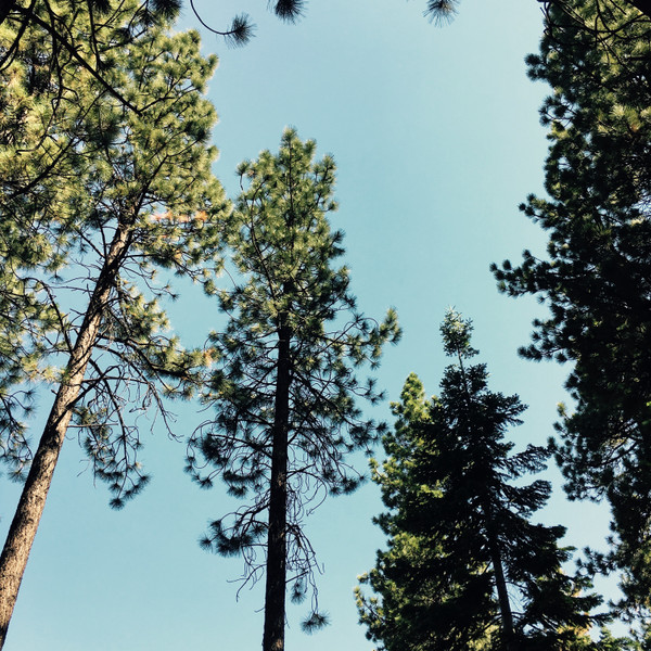 baixar álbum Ross Hammond - Acoustic Sanctuary Project Tahoe Forest