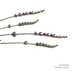 Ai Aso - Lavender Edition album cover