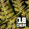 DKM* - Helecho Dub 18