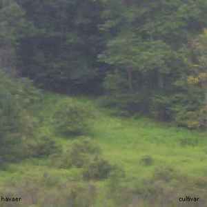 Havaer - Cultivar album cover