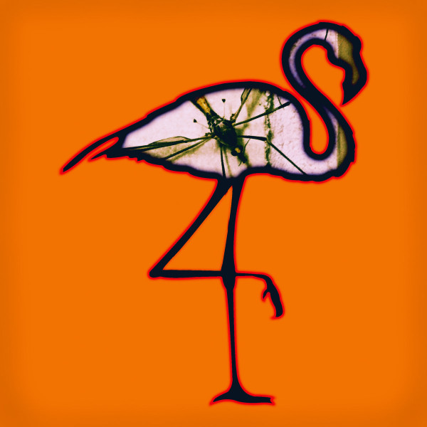 ladda ner album Download Various - Black Flamingos album