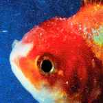 Vince Staples - Big Fish Theory | Releases | Discogs