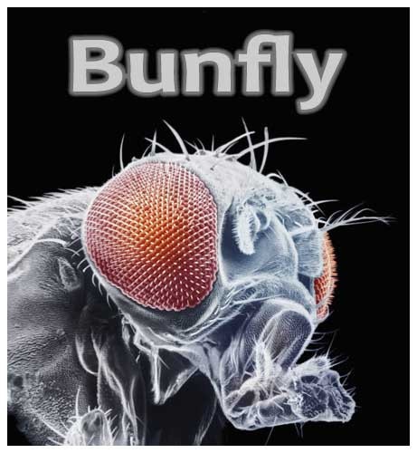 Bunfly