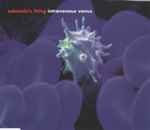 Cover of Intravenous Venus, 1998, CD