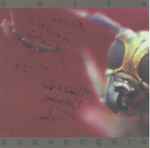 Cover of Scavengers, 2000, CD