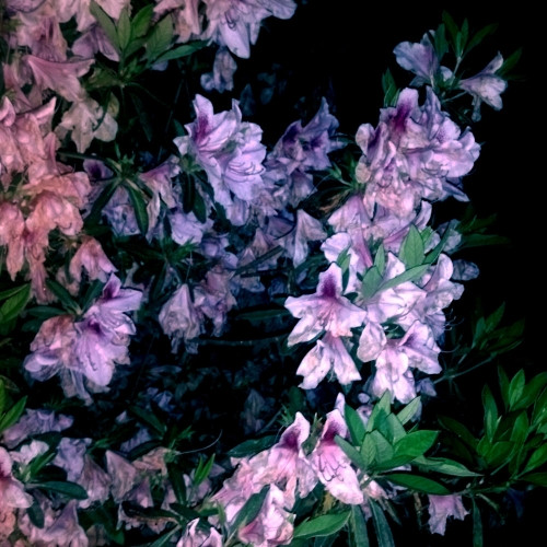 télécharger l'album Milieu - Leaves Painted Purple Expanded