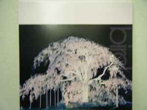 Bird – 桜 (2001, Vinyl) - Discogs