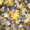 Muffler - Yellow Leaves