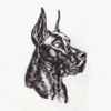 Great Dane (3) - Alpha Dog