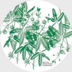 David Edren - Music For Mimosa Pudica & Codariocalyx album cover