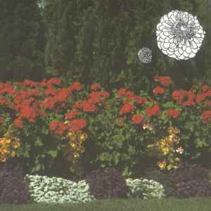 Imaginary Softwoods - Annual Flowers In Color album cover