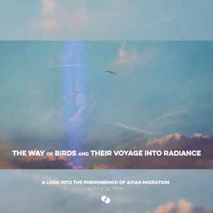 Ffion - The Way Of Birds And Their Voyage Into Radiance (A Look Into The Phenomenon Of Avian Migration)