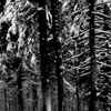Moloch (4) - Abstrakter Wald