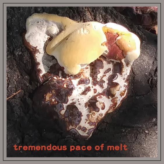 last ned album Bren't Lewiis Ensemble - Tremendous Pace Of Melt