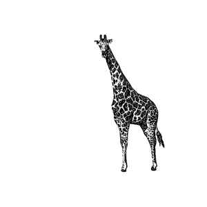 Juni - Giraffe