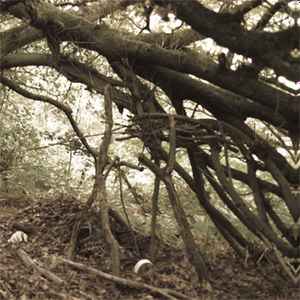 Hush Arbors - Under Bent Limb Trees