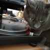 Cats-n-Vinyl-Records